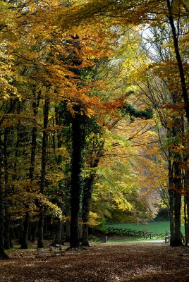 La foresta Umbra